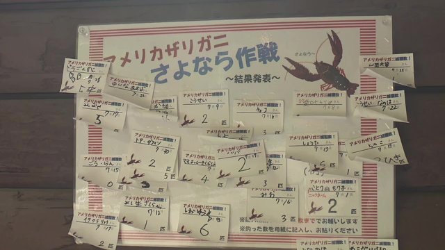8月末まで釣ったザリガニを駆除