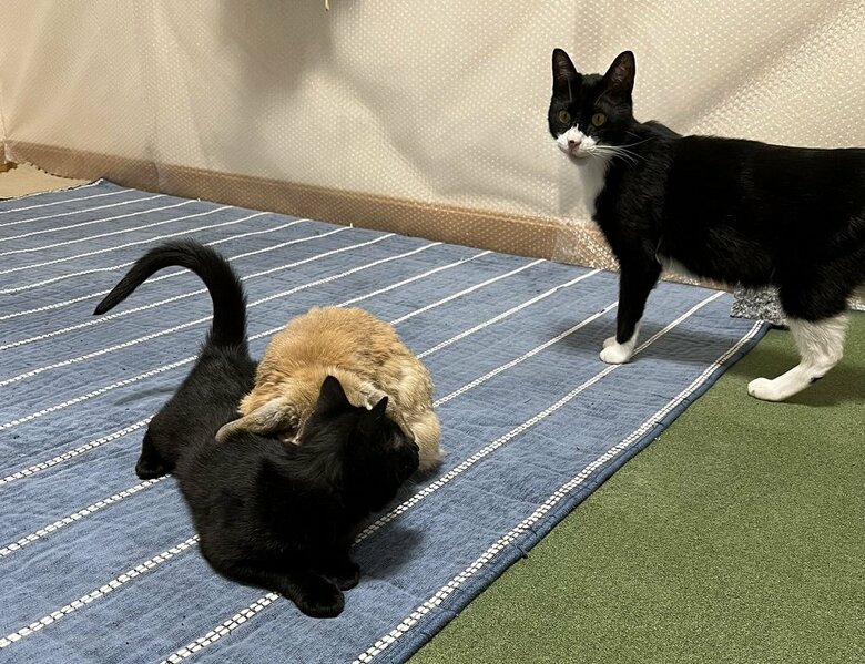 きなおくん（うさぎ）がくまじろうくん（黒猫）にくっつき、そのそばを通るビビくん（ハチワレ猫）