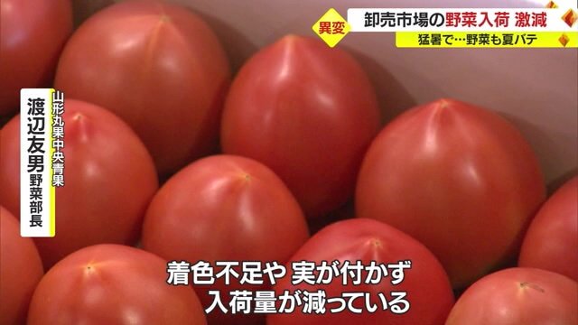 高温の影響でトマトの“花落ち”が始まってしまうという
