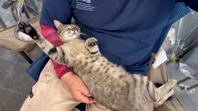 独特な寝姿のコナツちゃん