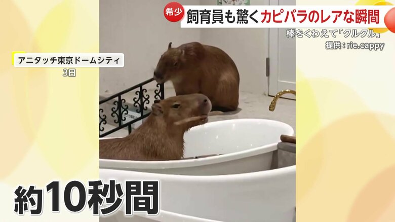 カピバラが口で棒をくわえクルクルと回す姿（3日、アニタッチ東京ドームシティ）