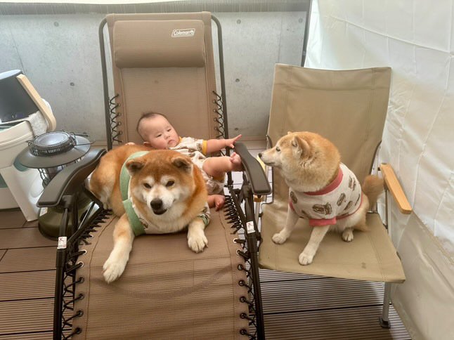 提供：飼い主さん（＠shibainu.berry）