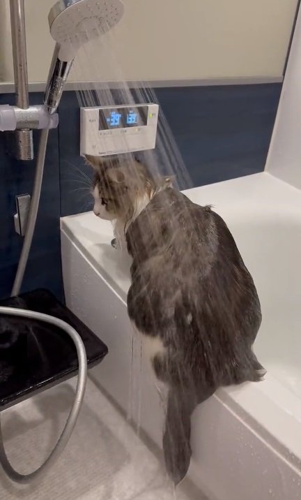 涼しい顔でシャワーを浴びるシィクくん