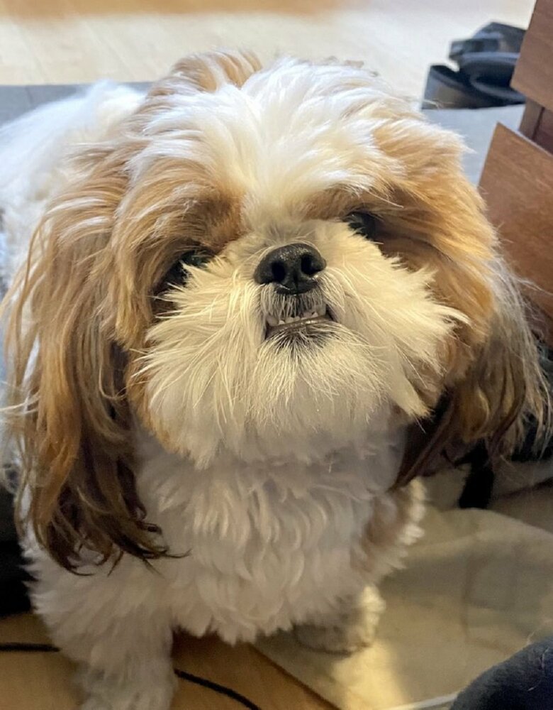 機嫌が悪いと下の歯がムキッと出るという