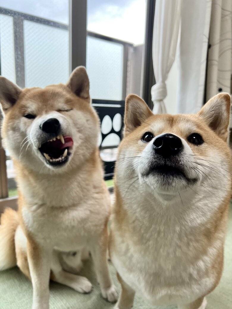 提供：@Shibamugi28