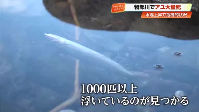 高知・物部川で相次ぐアユの大量死「初めての事態」 連日の猛暑・渇水による水温上昇が原因か