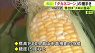 糖度は15度以上…“メロン並み”の甘さを持つ岐阜県高山市特産の『タカネコーン』地元の小学生が種まきを体験