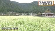 かやぶきの里で一面真っ白に咲く「ソバの花」が見ごろ　京都・南丹市美山町