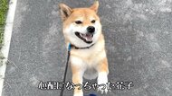 「落ちちゃうよ～」うんていを楽しむ“妹”を心配するお姉ちゃん柴犬が優しい…「ブランコはOK」なマイルールもあるらしい