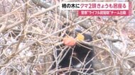 クマ2頭が2日連続で柿の木に出没…警察がライフル銃駆除チームを出動　ホームセンター屋上駐車場でもクマが一時居座る　岩手