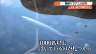 高知・物部川で相次ぐアユの大量死「初めての事態」　連日の猛暑・渇水による水温上昇が原因か