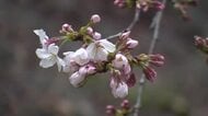 桜の名所・松川べりではすでに花を咲かせるソメイヨシノも　24日の富山県内は3月中旬並みの気温に