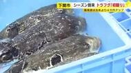 下関市でフグ初競り　シーズン到来　天然品薄で最高値1キロ2万1000円　去年より4000円高く　山口