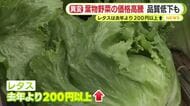 葉物野菜の価格高騰　品質低下も　レタスは去年より200円以上　農家「収穫までたどりつけるか…」日照不足でレタスの成長に遅れ