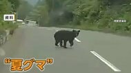 山に餌が少なくなる夏　人間の生活圏に出没するクマに注意　青森では観光客が襲われ展望台を閉鎖