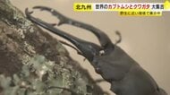 ヘラクレスにギラファノコギリ　世界のカブトムシ・クワガタを野生に近い姿で観察　北九州市で開催中