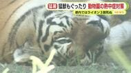 「寝ていて動かなかった」厳しい暑さに猛獣もぐったり ライオンは送風口にピタリ トラは日陰て横に