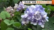 季節外れの開花も！？紅葉色づき始めた“花の島”佐渡　実りの秋迎える「心を和ませてくれる良い時期」新潟
