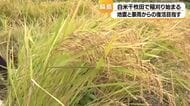 能登の復興シンボル・白米千枚田で稲刈り　全国から150人集結　480枚で収穫の秋