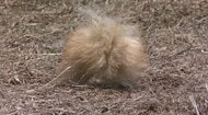愛犬がクマに襲われ…「別れを覚悟した」大けが　付近では過去に飼い犬が犠牲になる被害も　統計以来最多となるクマ目撃情報が示す異常事態