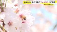 約140本のソメイヨシノが見ごろに　青空と桜の美しいコントラスト楽しむ　このところの陽気で一気に開花　久留米市の発心公園　福岡