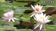 人吉市の永国寺で睡蓮（スイレン）の花が見頃【熊本】
