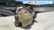 「厳戒アラート」続く広島カキ　大量死リスクにもがく生産者、冷凍拡充で活路を切り開く加工会社を追跡