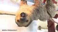 みなとみらいに新・動物園 たくさんの動物とふれあえる カピバラ温泉も都会仕様に