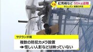 今シーズン6件目 サクランボ55キロ54万円相当盗まれる 山形県天童市