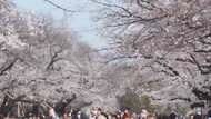 上野の桜は今年も“自粛”の中見頃に 過去も様々な“受難”
