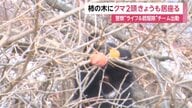 クマ2頭が2日連続で柿の木に出没…警察がライフル銃駆除チームを出動　ホームセンター屋上駐車場でもクマが一時居座る　岩手