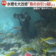 【密着】「魚の引っ越し」大規模改修で300匹を水槽移動…強敵「海のギャング」ウツボは特製麻酔銃で眠らせ作戦決行　下関市「海響館」