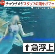 【仰天】チョウザメがスタッフの頭を“ガブリ”　中国の水族館でショーの最中に悲鳴響く…普段はおとなしい性格で「エサくれると勘違いしたか」　