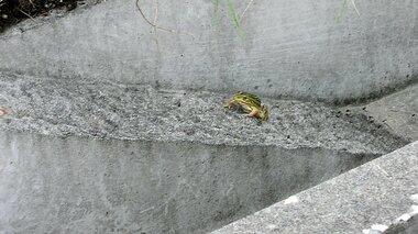 カエルを助ける専用スロープ…小さな生き物に