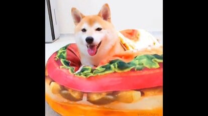 ストア ハンバーガークッション 柴犬