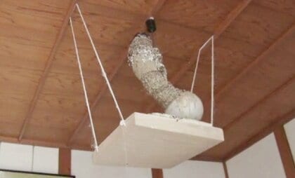 50年かけ巨大に！…お寺に大きさ40センチ“巨大ツバメの巣”　「500羽ぐらい巣立った。家族の一員」【兵庫発】