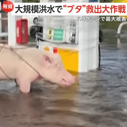 大規模洪水で“ブタ救出大作戦”…助けたいのにかたくなに抵抗　ハリケーン「ミルトン」の甚大被害で数十匹の動物救助　アメリカ