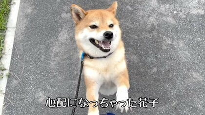 「落ちちゃうよ～」うんていを楽しむ“妹”を心配するお姉ちゃん柴犬が優しい…「ブランコはOK」なマイルールもあるらしい