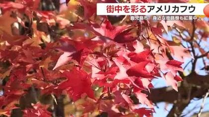 【動画・かごしまの天気11/20】21日は広い範囲で穏やかな晴天