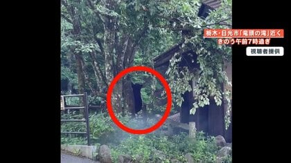 【危険】理由は“サクランボ”？ 日光市の小学校と「竜頭の滝」駐車場にある“桜の木”にクマ連続出没　専門家「7月いっぱいは要注意」