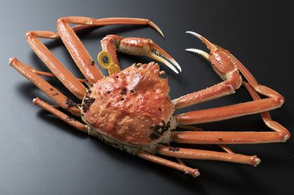 越前がにの漁獲量が2021年度以降は増加が続く見通し…福井県「8年前からの取り組みが効果」