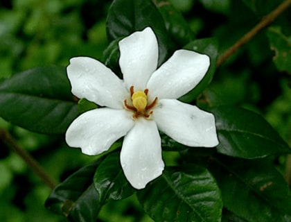 肌細胞の“隙間”をなくす「トリセルラータイトジャンクション」が表皮の2つのバリア形成を左右していた！