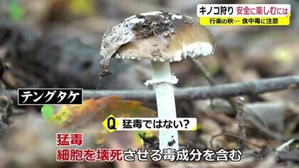 秋は「猛毒キノコ」に要注意を 食用は全体の2％ほど 専門