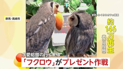 「押してダメなら…もっと押す」フクロウの恋愛事情が大バズり！嫌がられてもプレゼント作戦で彼女ゲット　群馬・高崎市「ふくろうカフェ楽園」