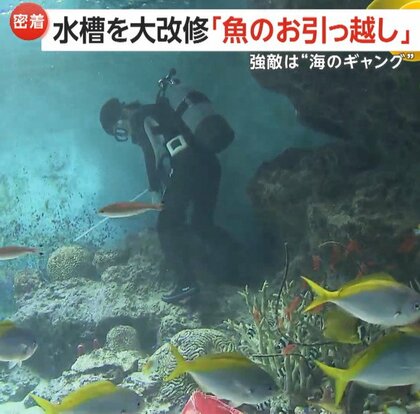 【密着】「魚の引っ越し」大規模改修で300匹を水槽移動…強敵「海のギャング」ウツボは特製麻酔銃で眠らせ作戦決行　下関市「海響館」