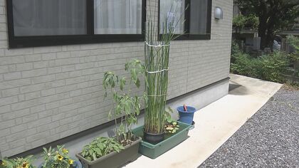 日本で唯一、国東市だけが栽培　高級旅館の畳としても使われる「七島イ」大分市内の河川敷に生育か…「よく生き延びていた」【大分発】