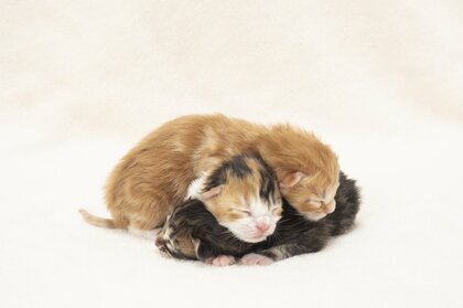 コロナ禍で増加ペットトラブル　ブリーダーからの直接購入は気をつけて