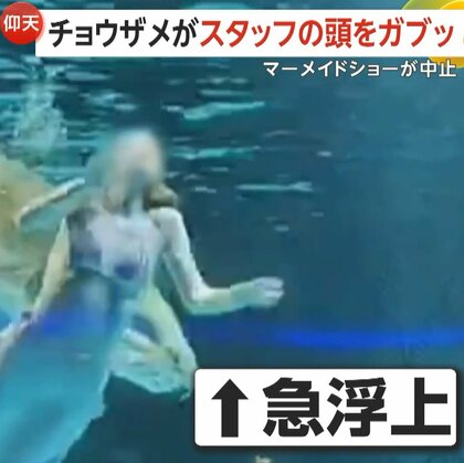 【仰天】チョウザメがスタッフの頭を“ガブリ”　中国の水族館でショーの最中に悲鳴響く…普段はおとなしい性格で「エサくれると勘違いしたか」　