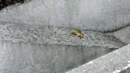 カエルを助ける専用スロープ…小さな生き物に優しいコンクリート”　側溝など自然に溶け込む【岡山発】