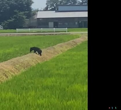 【独自】だんだんと近づいてくる“子グマ”…警戒もせずに走り去る　「そばに必ず親グマがいる」専門家は危険指摘　秋田・大仙市